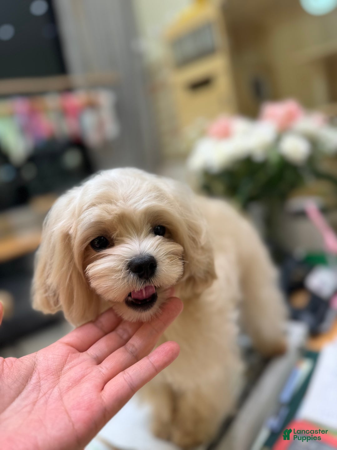 Maltipoo dogs for sale: Maltipoo Puppy 1 - Ad 6