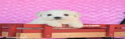 Maltese dogs for sale: Parker - Ad 1