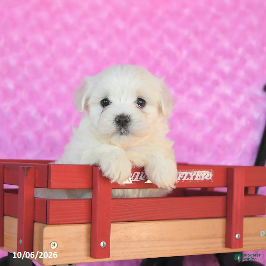 Maltese dogs for sale: Parker - Ad 1