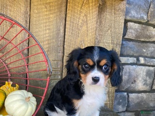 Cavalier King Charles Spaniel dogs - Ad 11