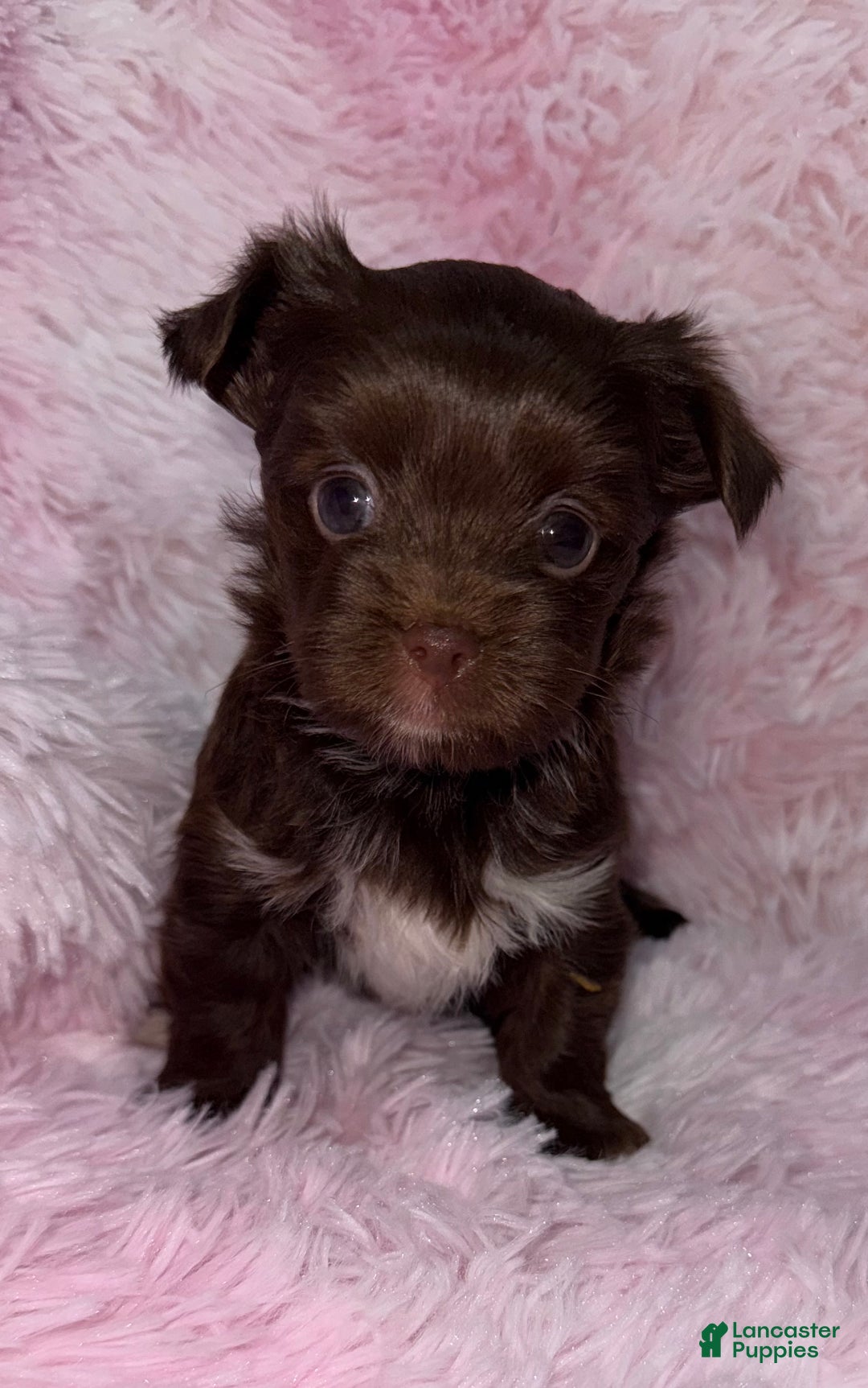 Yorkshire Terrier dogs for sale: Baby - Ad 3