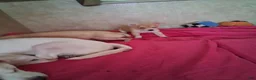 Chihuahua dogs for sale: Chihuahua 2 - Ad 3