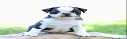 Pug dogs for sale: Beau - Ad 3