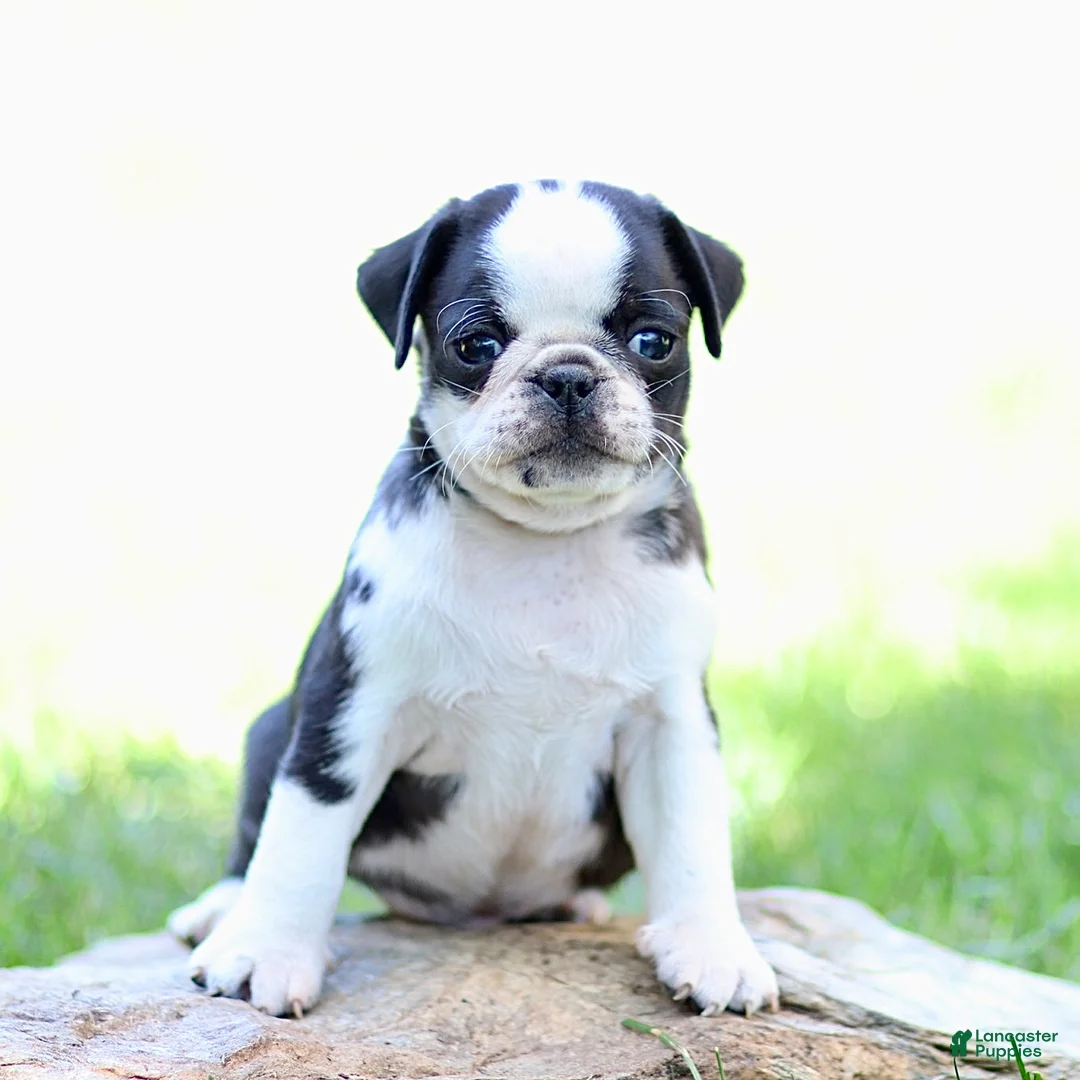 Pug dogs for sale: Beau - Ad 3