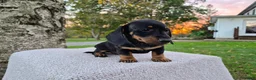 Miniature Dachshund dogs for sale: Peanut  - Ad 4