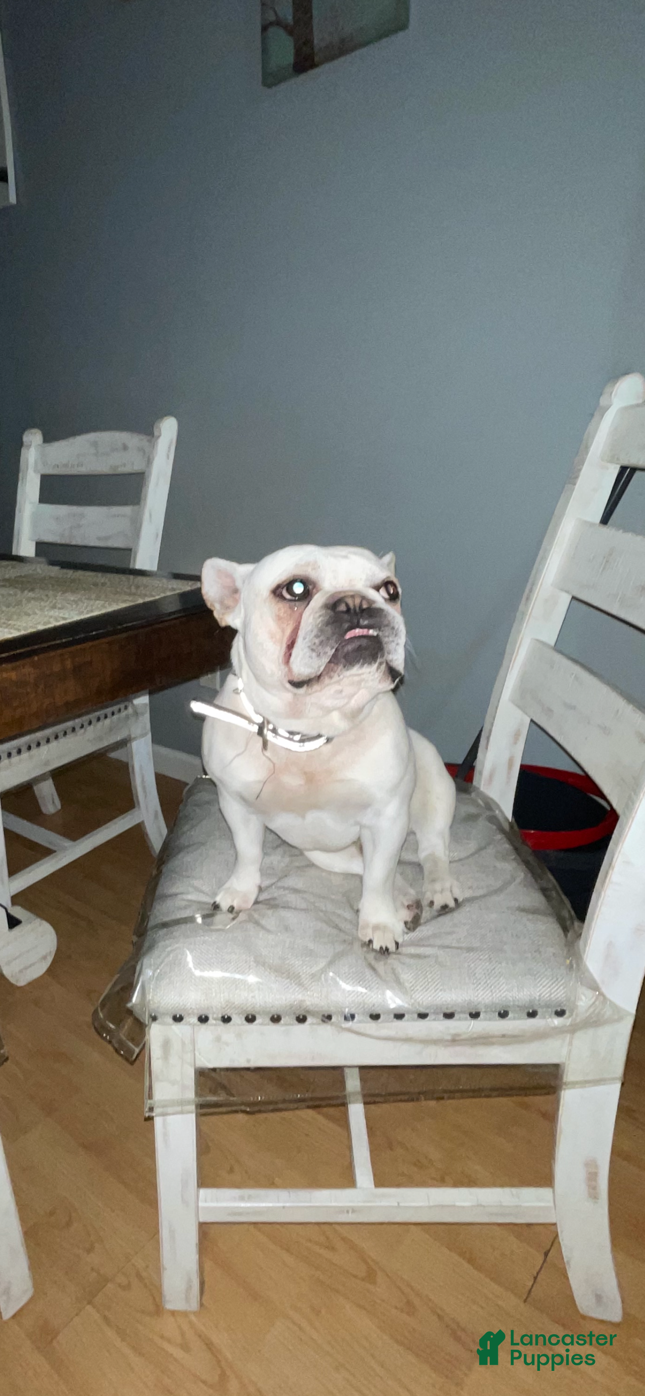 Chauncey 