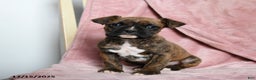 Boxer dogs for sale: Lucky - Ad 1