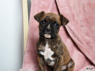 Boxer dogs Lucky - Ad 3