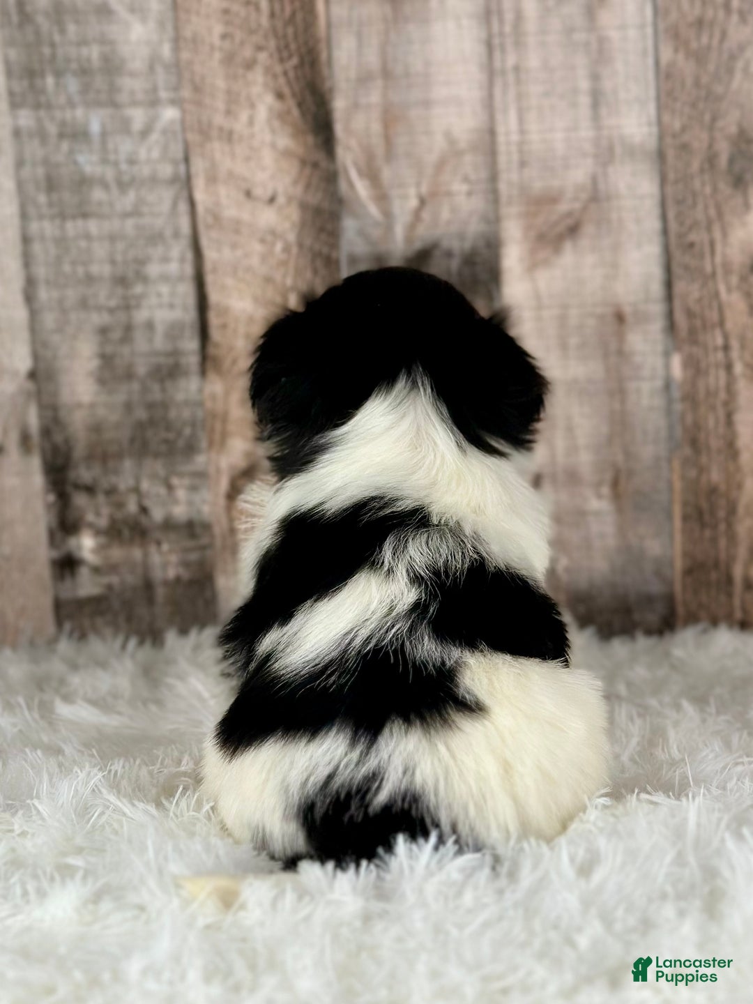 Shih Tzu dogs for sale: Girl Kylie - 8936 - Ad 4