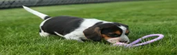 Beagle dogs for sale:  Copper 🐶 - Ad 5