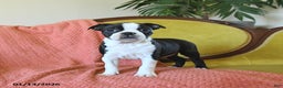 Boston Terrier dogs for sale: Prancer - Ad 2