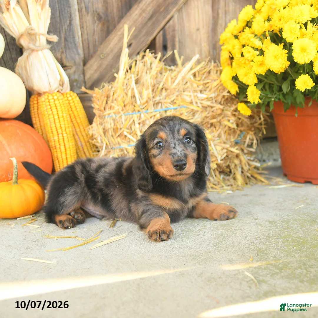 Miniature Dachshund dogs for sale: Jagger - Ad 1