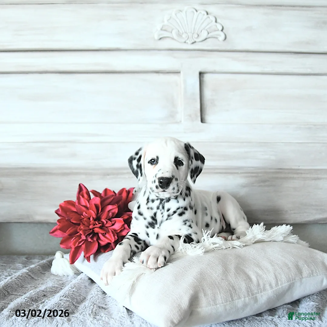 Dalmatian dogs for sale: Buster - Ad 1