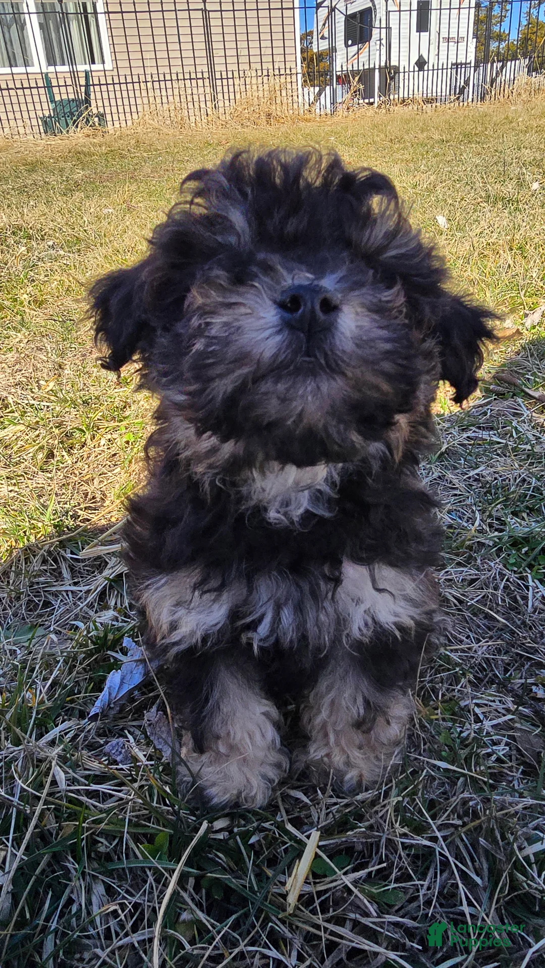 Toy Poodle dogs for sale: Blake - Ad 2