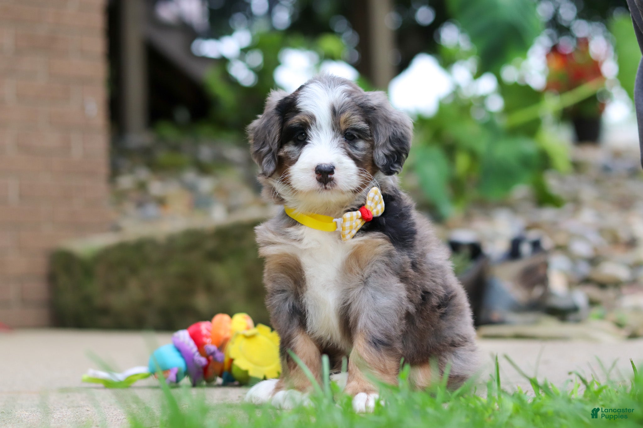 Mini Bernedoodle dogs Tang - Ad 1