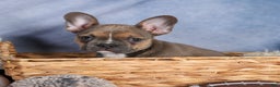 Frenchton dogs for sale: NEVA - Ad 18