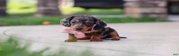 Miniature Dachshund dogs for sale: Agnes - Ad 6