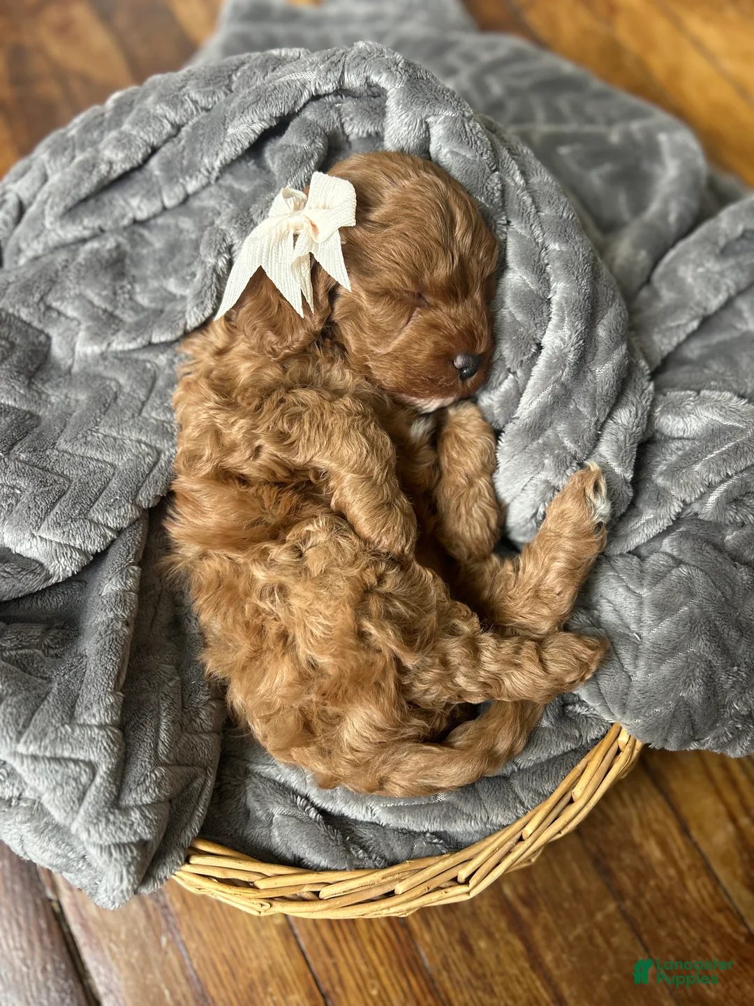 Mini Bernedoodle dogs for sale: Ivy - Ad 3