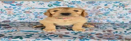Goldendoodle dogs for sale: Pink Girl - Ad 3