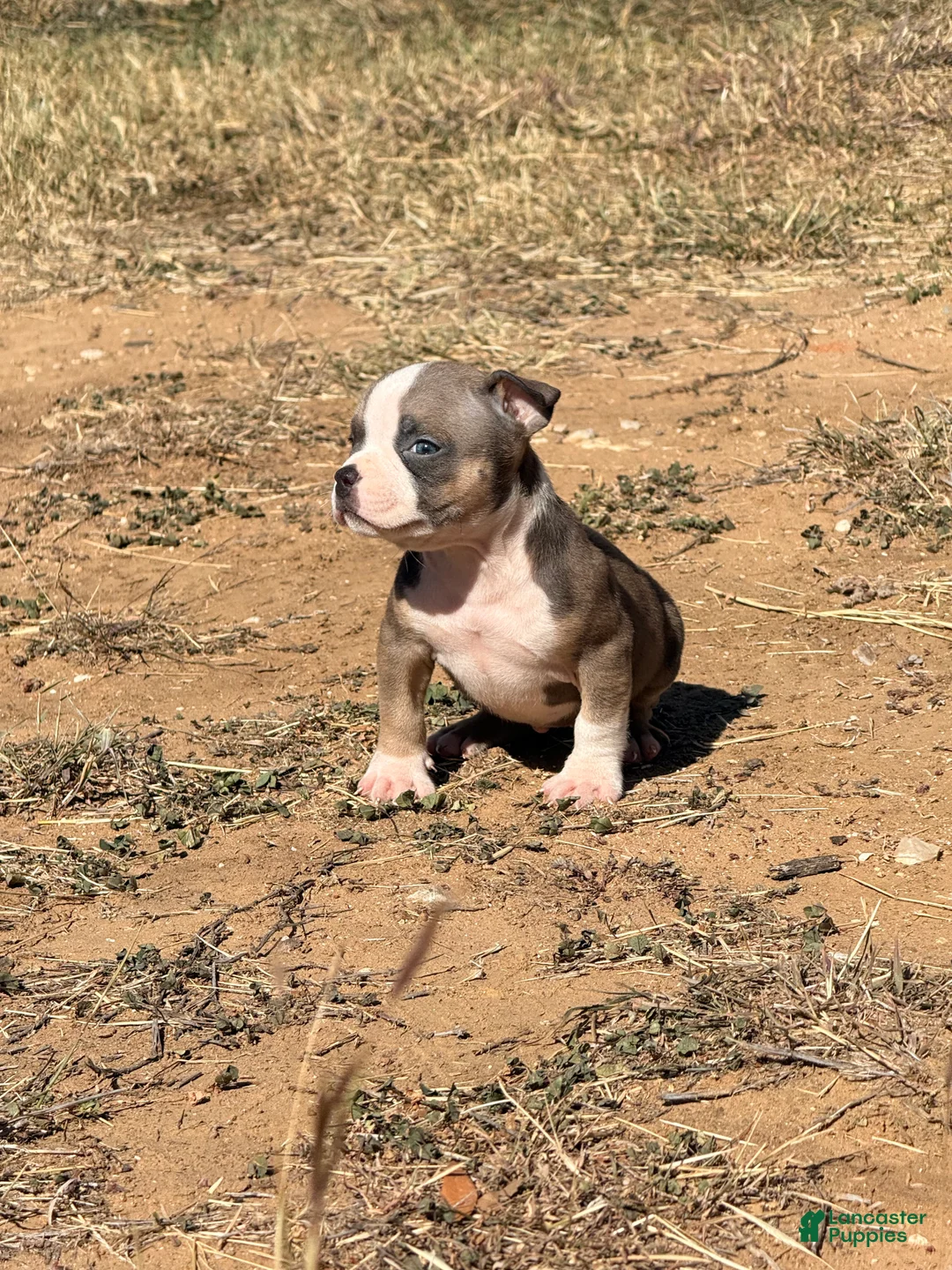 American Bully dogs for sale: American Bully Puppy 3 - Ad 5