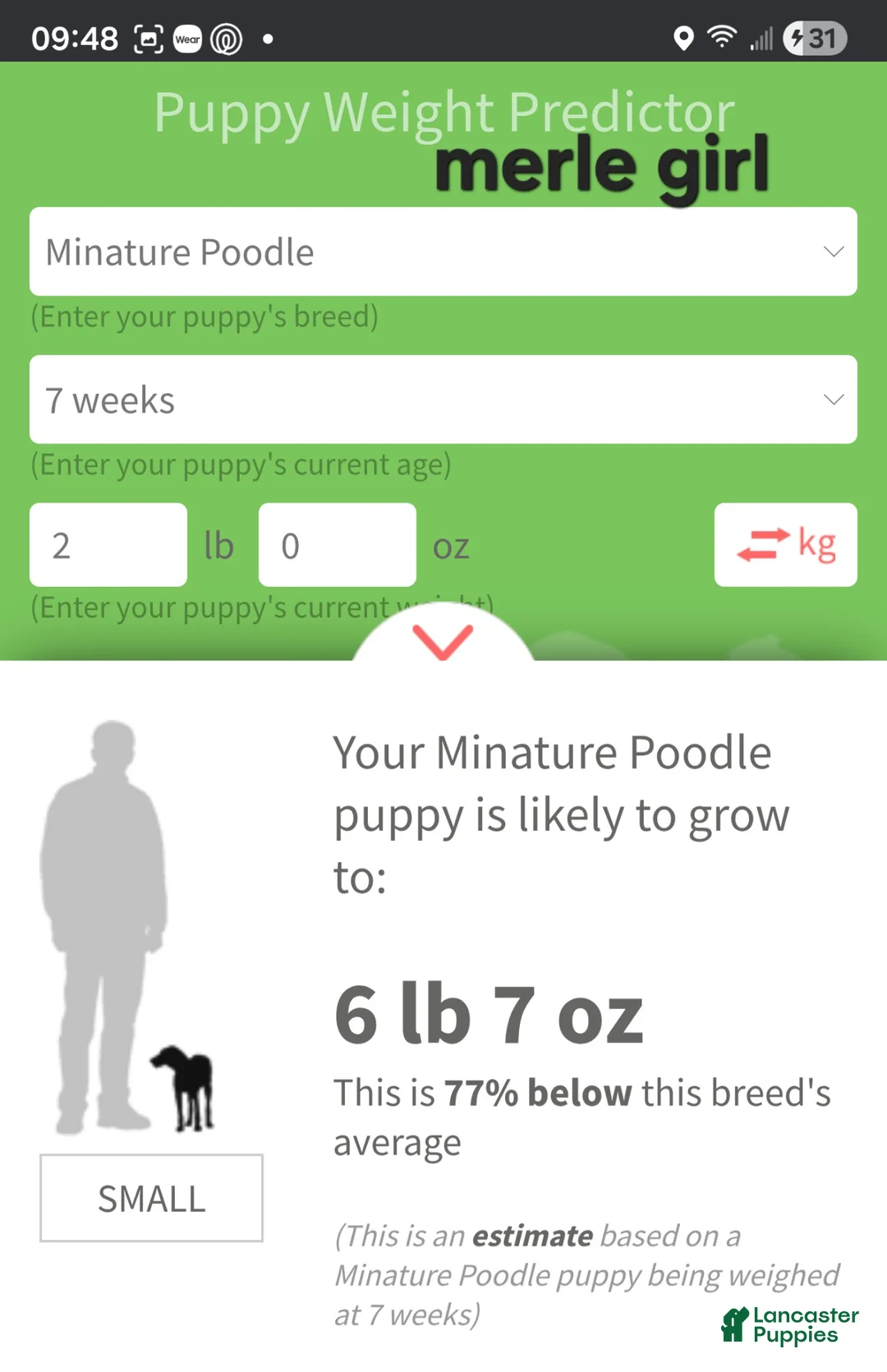 Miniature Poodle dogs for sale: Miniature Poodle merle girl - Ad 2