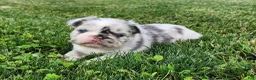 French Bulldog dogs for sale: Josie - Ad 6
