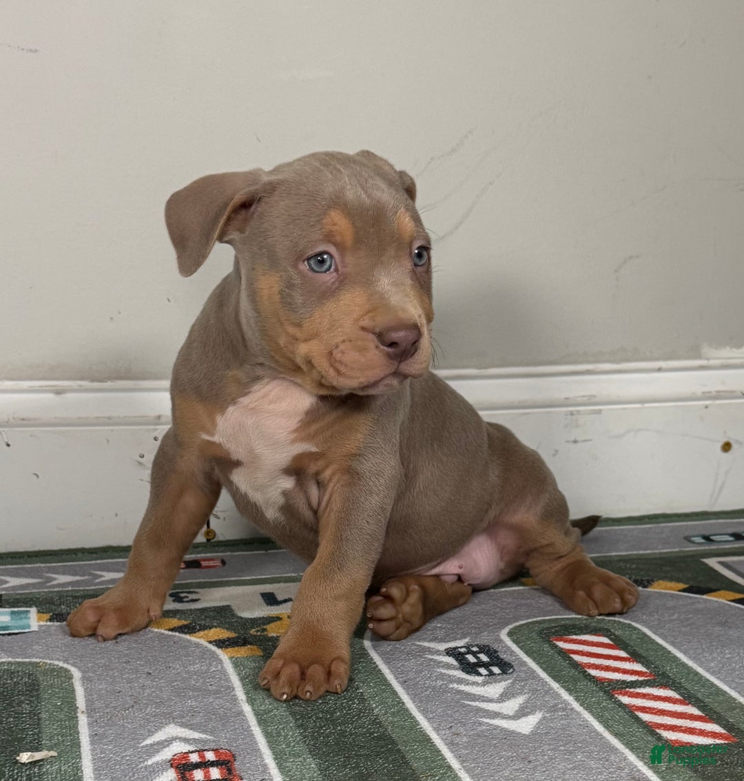 American Bully dogs for sale: King  - Ad 8