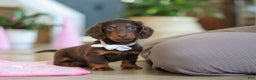 Miniature Dachshund dogs for sale: Skye - Ad 14