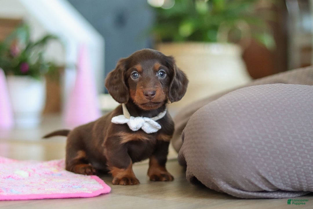 Miniature Dachshund dogs for sale: Skye - Ad 14