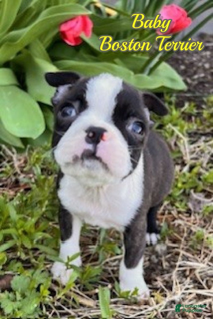 Boston Terrier dogs Baby - Ad 1