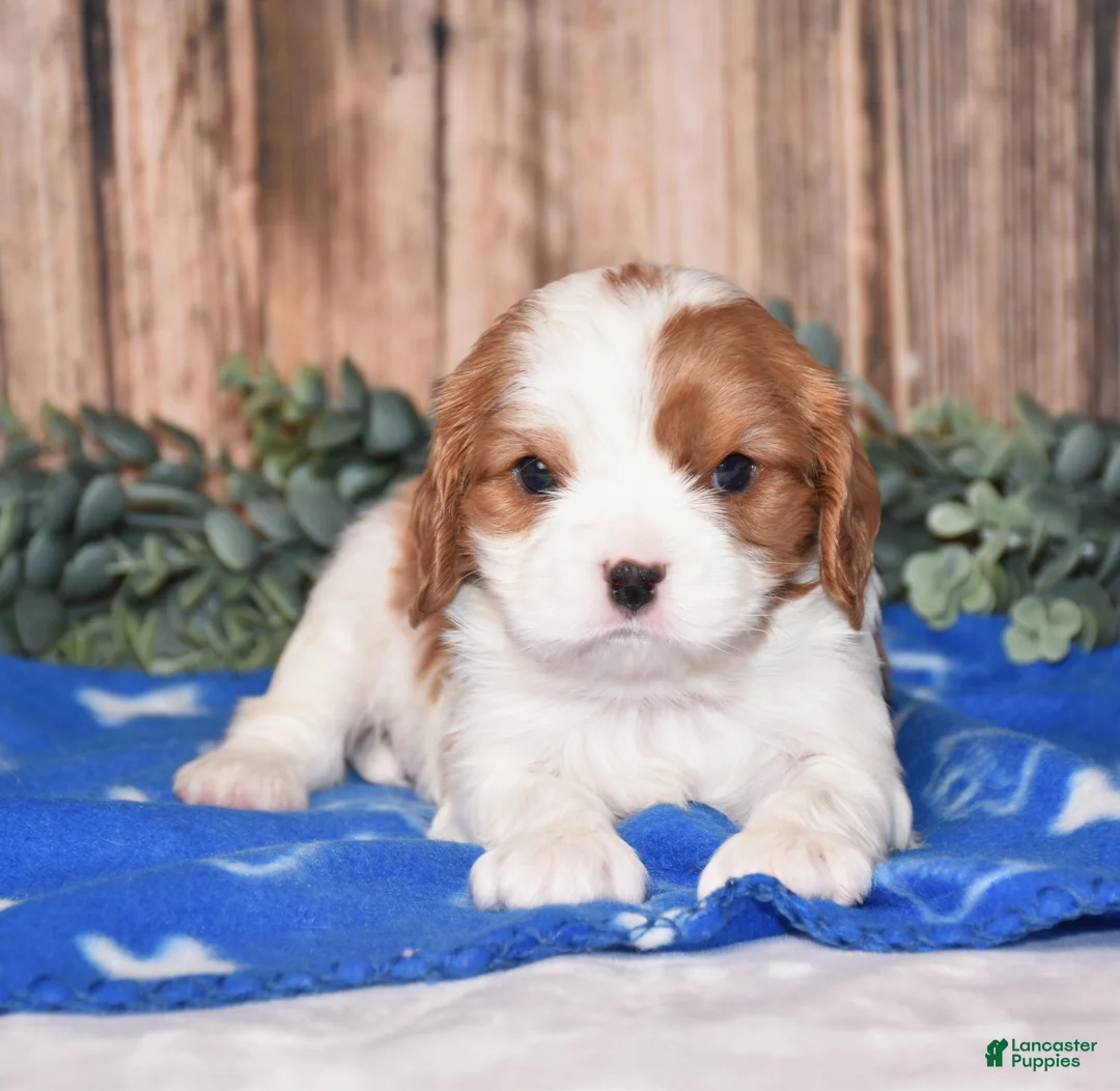 Cavalier King Charles Spaniel dogs for sale: Dallas - Ad 2