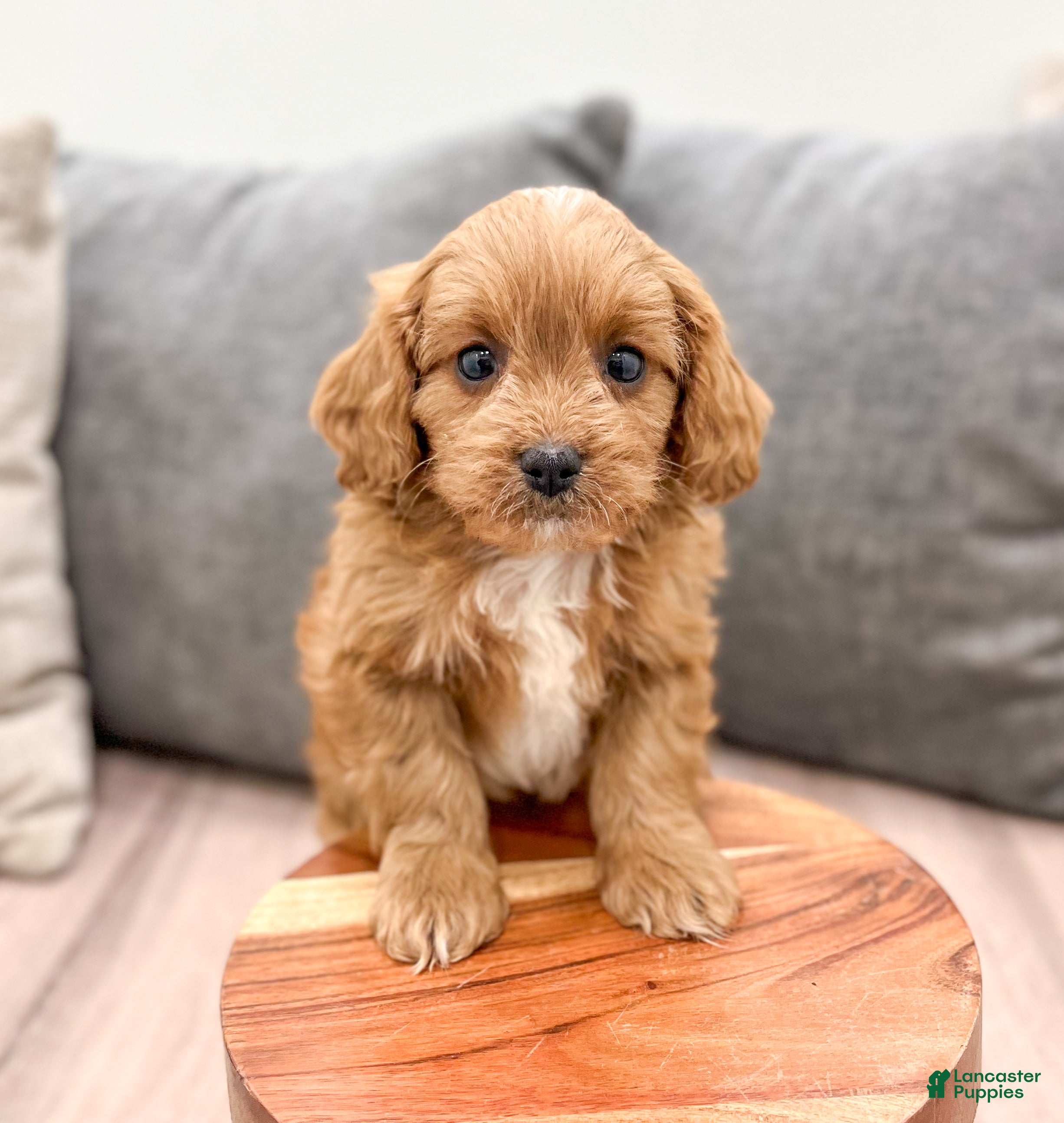 Cavapoo dogs Ranger - Ad 2