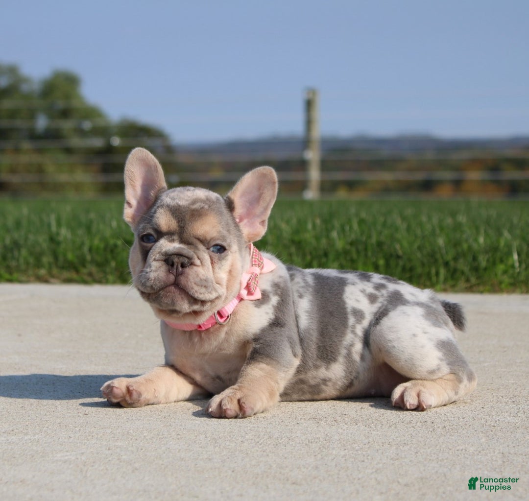 French Bulldog dogs for sale: Ava - Ad 3