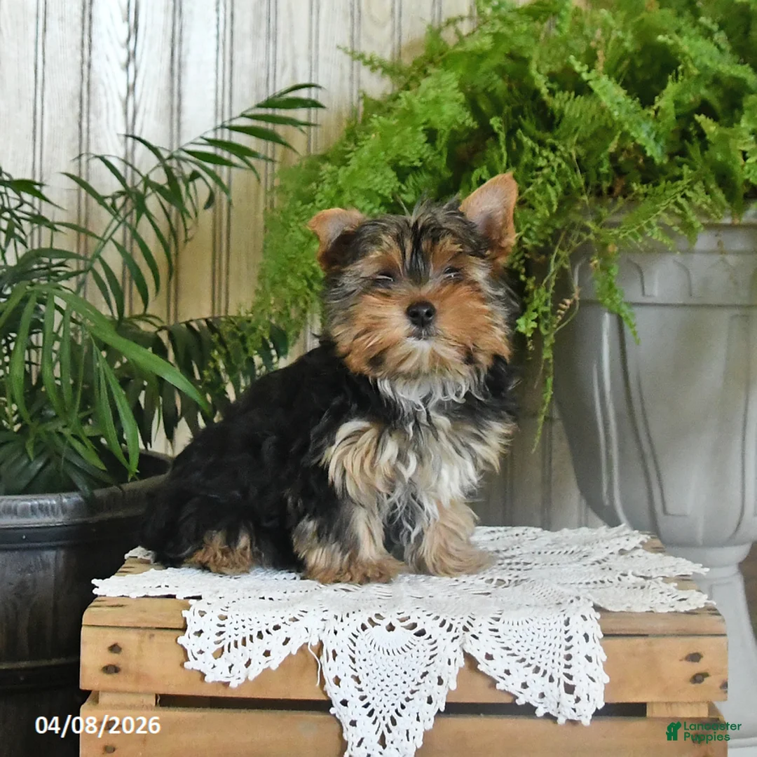 Yorkshire Terrier dogs for sale: Rosie - Ad 1