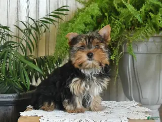Yorkshire Terrier dogs for sale: Rosie - Ad 1