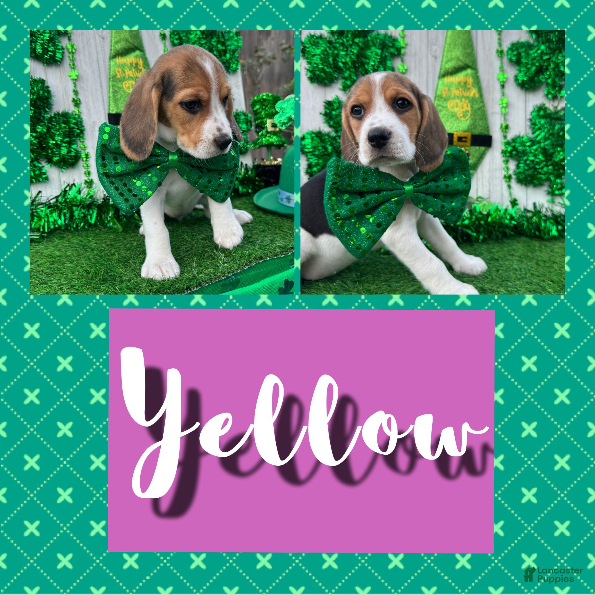 Beagle dogs Beagle Puppy 9 - Ad 1