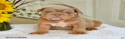 English Bulldog dogs for sale: Truman - Ad 4