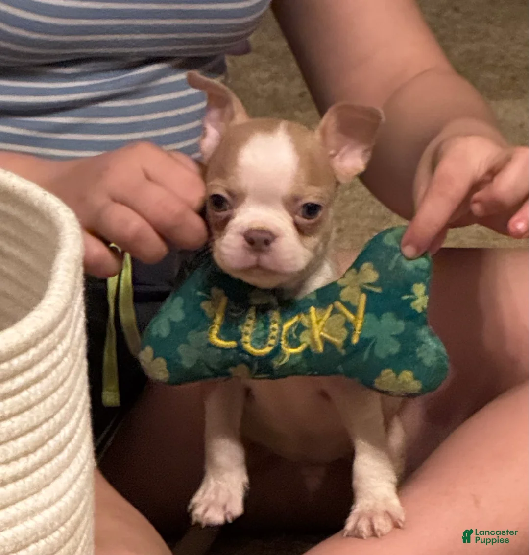 Boston Terrier dogs for sale: Alvin - Ad 2