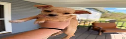 Chihuahua dogs for sale: Gordi  - Ad 4