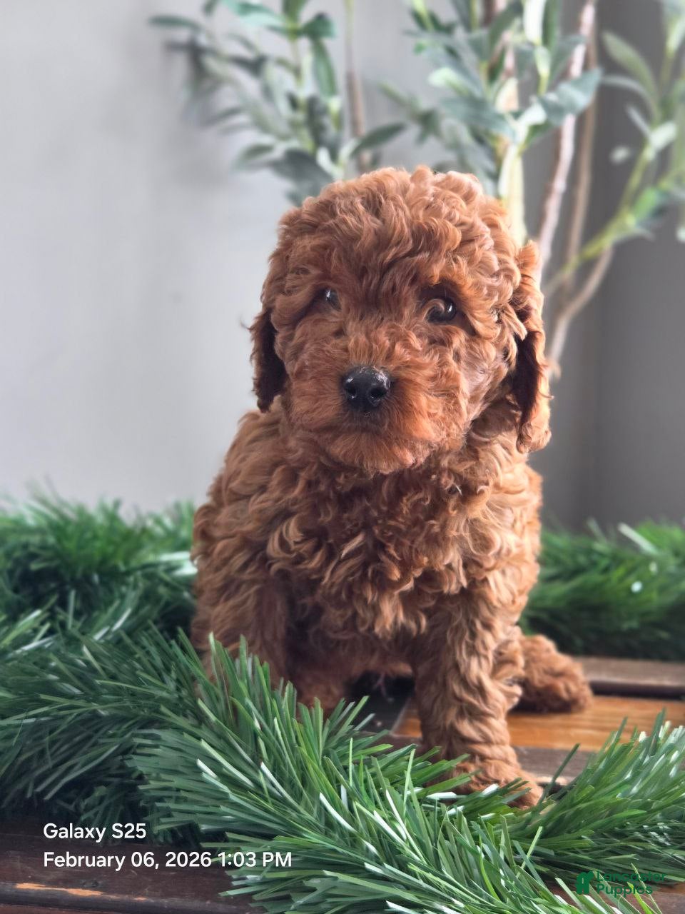 Mini Goldendoodle dogs Cuddles  - Ad 1