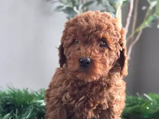 Mini Goldendoodle dogs for sale: Cuddles - Ad 2