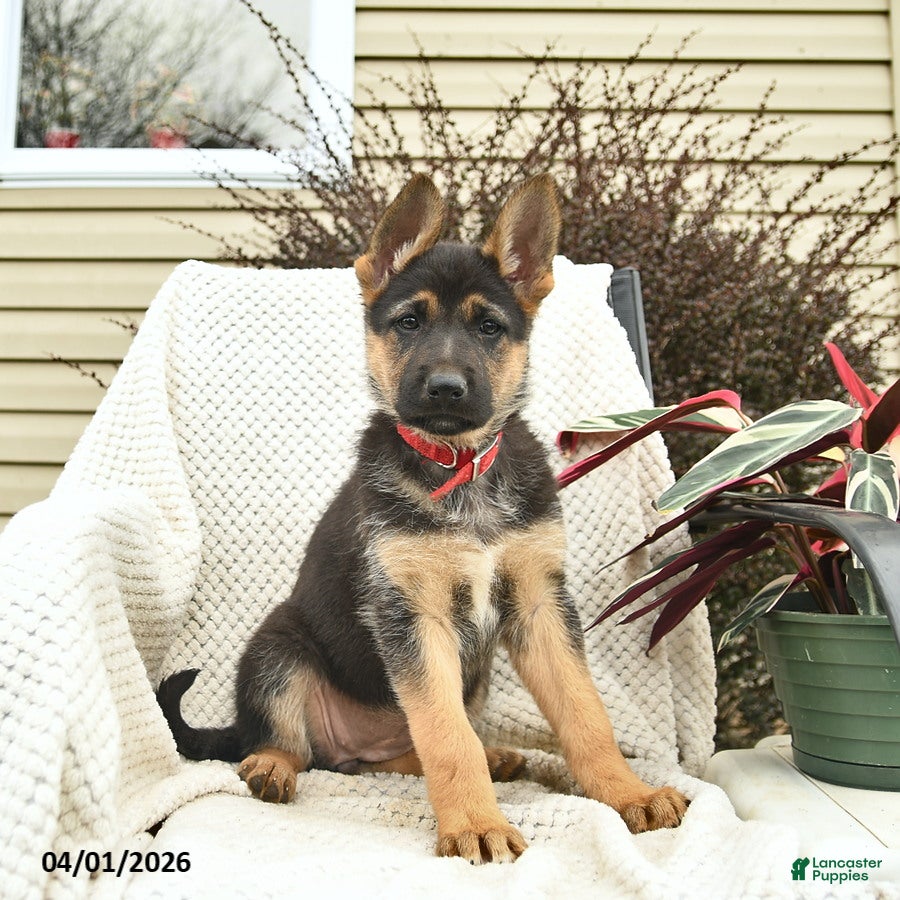 German Shepherd dogs for sale: Harriet  - Ad 1