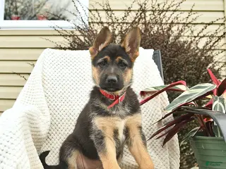 German Shepherd dogs for sale: Harriet - Ad 1