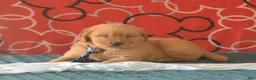 Golden Retriever dogs for sale: David - Ad 3