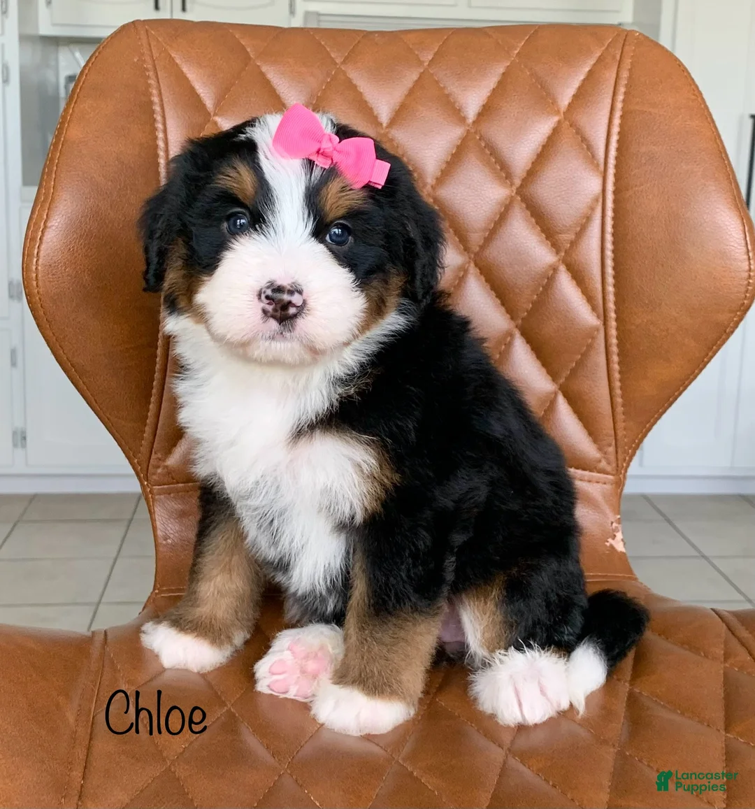 Bernedoodle dogs for sale: Chloe - Ad 1