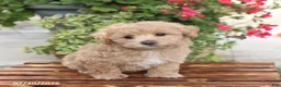 Maltipoo dogs for sale: Happy - Ad 4
