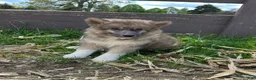 Alaskan Husky dogs for sale: Alaskan Husky Puppy 2 - Ad 3