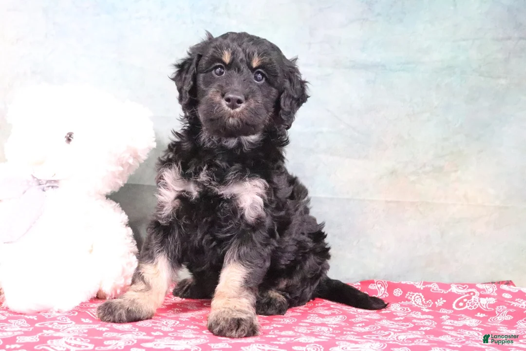 Mini Goldendoodle dogs for sale: Holly - Ad 2