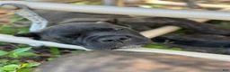 Cane Corso dogs for sale: Monte Carlo  - Ad 3