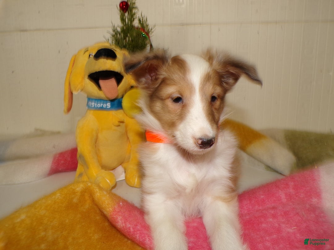 Shetland Sheepdog dogs for sale: Shetland Sheepdog Puppy 6 Molly - Ad 3